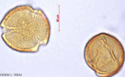 ISEM 1/Quercus_agrifolia_29371/Quercus_agrifolia_29371_0001(copy)_thumb.jpg